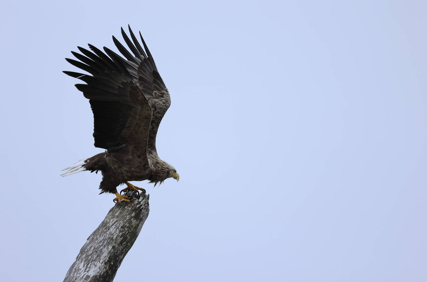 Canon RF 100-400mm f/5.6-8 IS USM Lens — Being Shipped