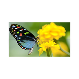 NEC 55" LED Ultra-Narrow Bezel 2x2 Video Wall Bundle — Being Shipped