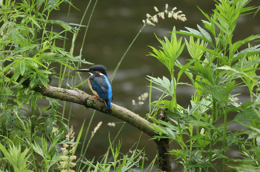 Canon RF 100-400mm f/5.6-8 IS USM Lens — Being Shipped