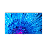 Sharp M651-2 65" 16:9 60Hz 4K UHD HDR IPS Commercial Monitor — Being Shipped